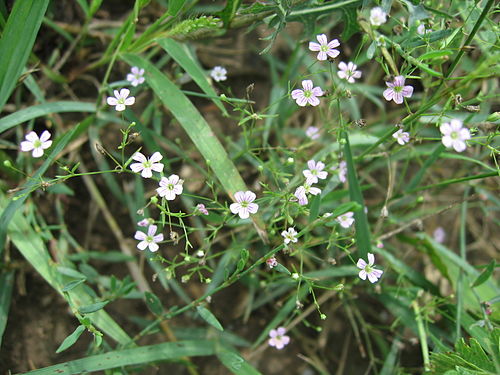 Gypsophila muralis